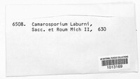 Camarosporium laburni image